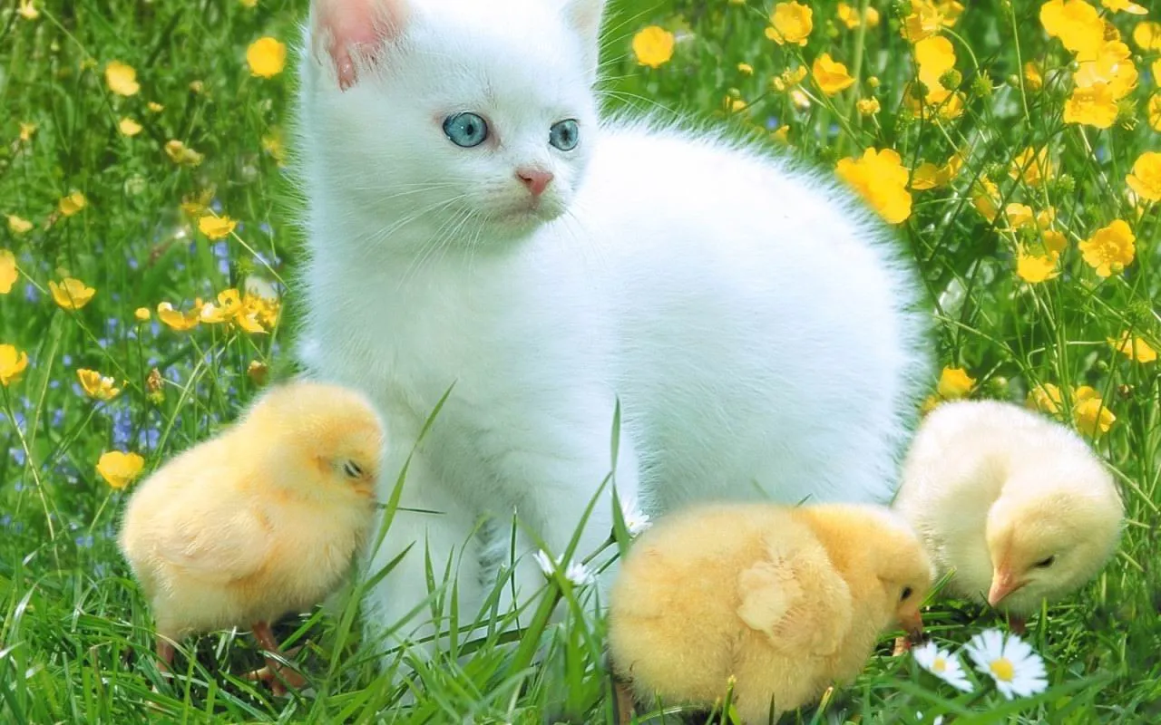 Foto Bazar: wallpaper - gatito y pollitos - aves - animales - flores - Foto Bazar: wallpaper - gatito y pollitos - aves - animales - flores -