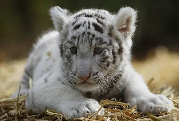 Foto - Un cachorro de tigre blanco