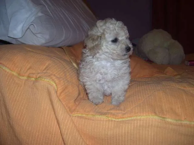Foto de caniche recien nacido - Imagui