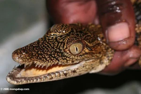 Foto: El cocodrilo del bebé sostuvo en la mano de la guía en Gabón Foto: El cocodrilo del bebé sostuvo en la mano de la guía en Gabón