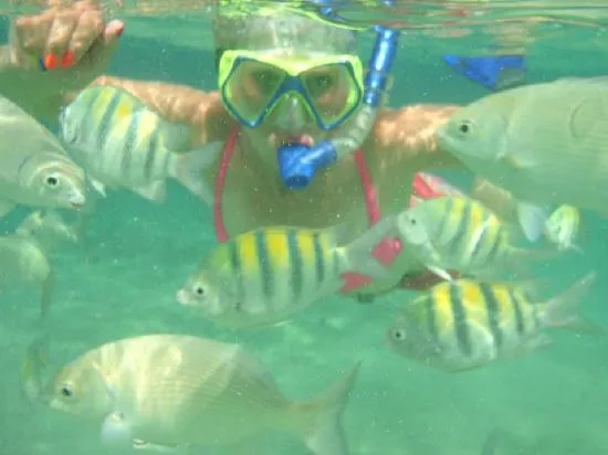 Foto de Cozumel Tours, Península de Yucatán: variedad de peces ...