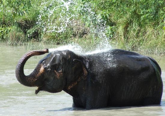 Foto di Island Jungle Resort, Chitwan National Park - Rifugio ...