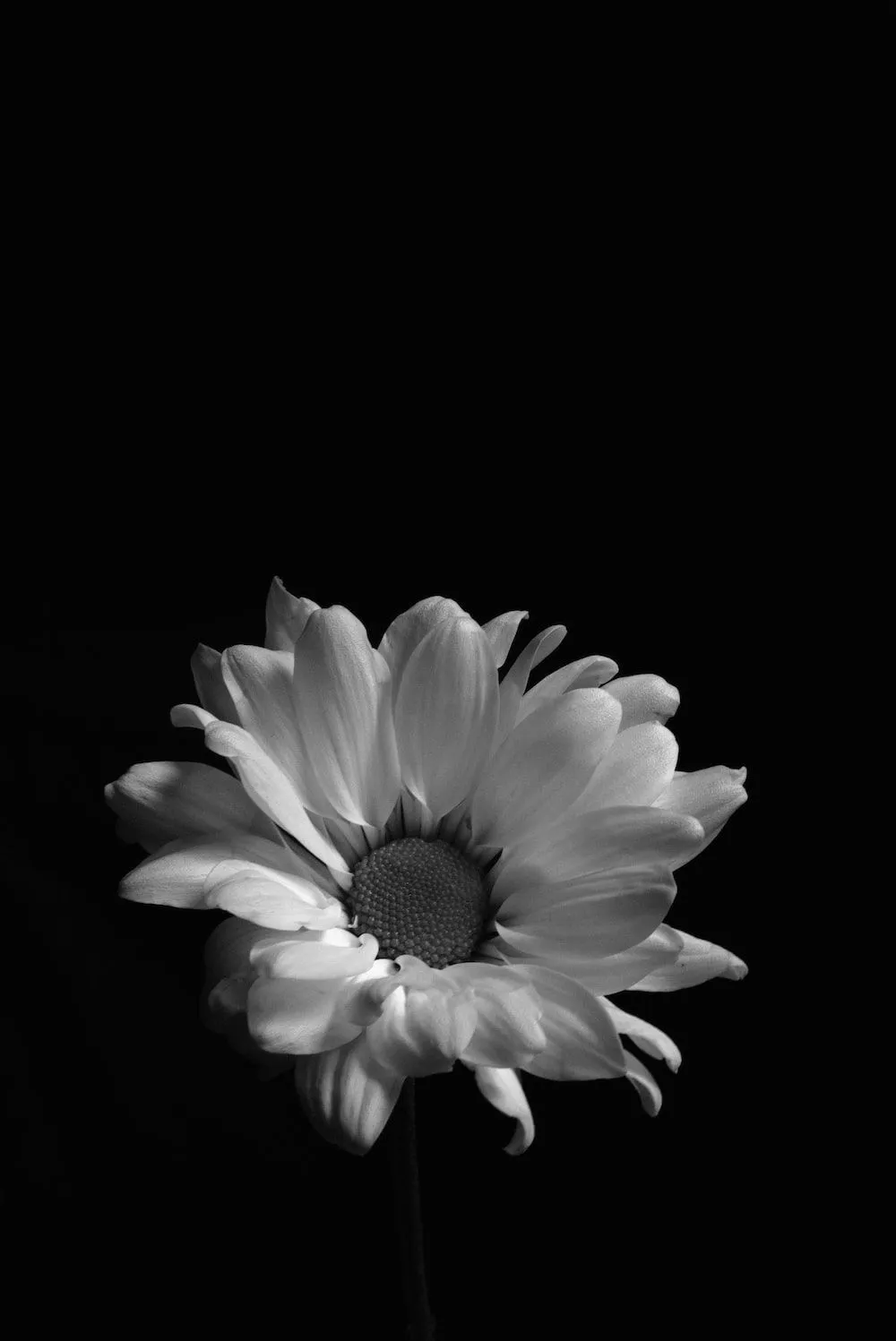 Foto Flor blanca con fondo negro – Imagen Naturaleza muerta gratis en Unsplash Foto Flor blanca con fondo negro – Imagen Naturaleza muerta gratis en Unsplash