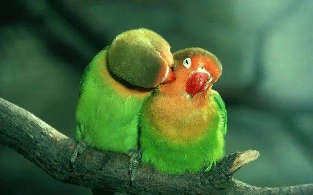 Foto - Fondos-de-pantalla-romanticos-HD-05