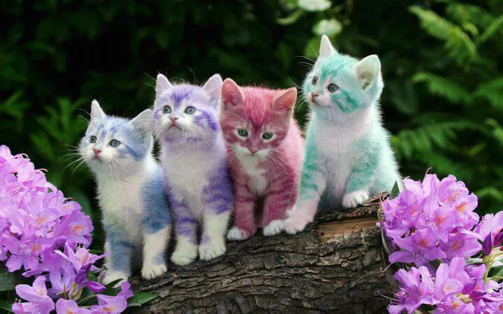 Foto Gatitos de colores | Muchas Fotos