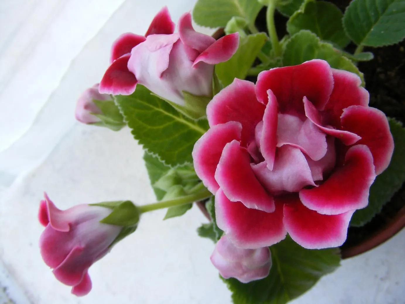 ... Qué planta es esta? FOTO (Hojas moradas, flores rosas y muy frágil ... Qué planta es esta? FOTO (Hojas moradas, flores rosas y muy frágil