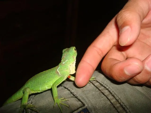 Foto de iguanas bebé - Imagui
