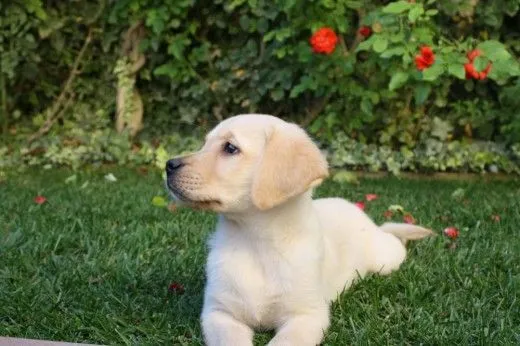 Foto de nuestros labradores (Página 154) - (Labrador Retriever ... Foto de nuestros labradores (Página 154) - (Labrador Retriever ...