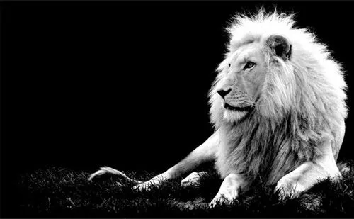 Foto León en blanco y negro | Muchas Fotos