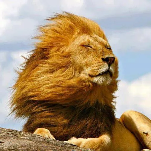 Foto de león con los pelos al viento | Muchas Fotos Foto de león con los pelos al viento | Muchas Fotos