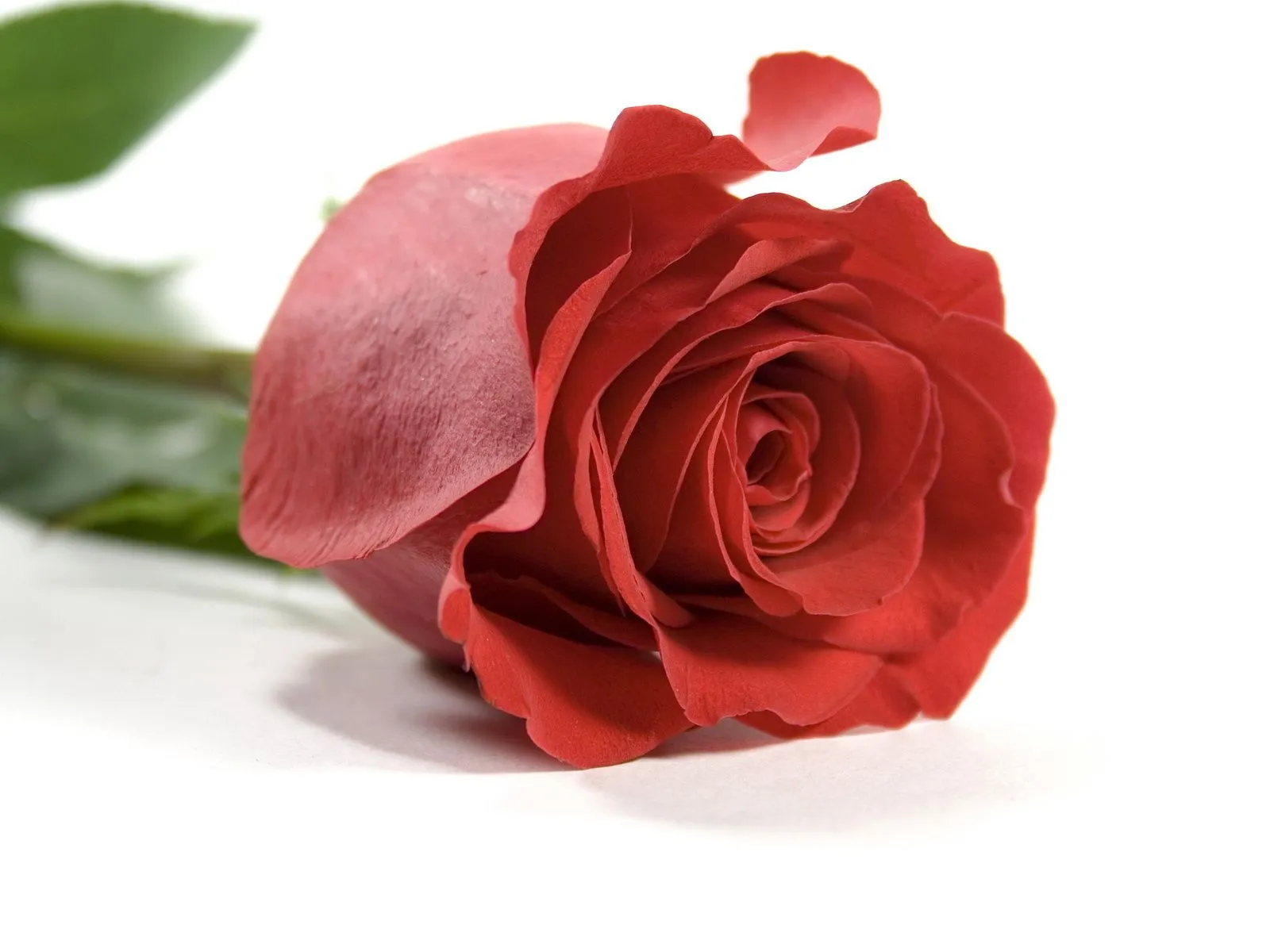 Foto de linda flor de rosa roja ~ Mejores Fotos del Mundo ... Foto de linda flor de rosa roja ~ Mejores Fotos del Mundo ...