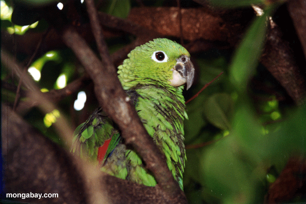 Foto: Loro verde, Honduras