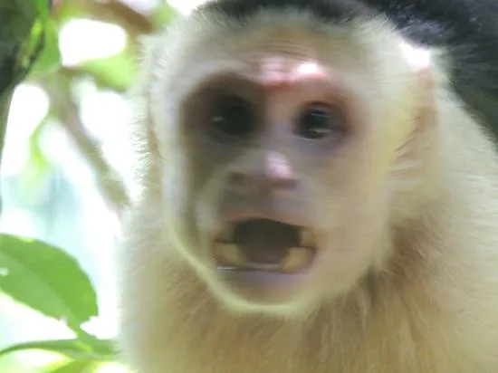 Foto de Manuel Antonio Nature Reserve & Wildlife Refuge, Parque ... Foto de Manuel Antonio Nature Reserve & Wildlife Refuge, Parque ...