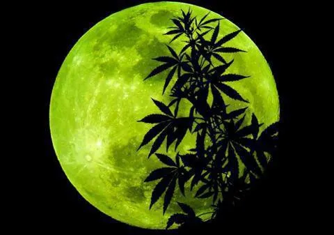 Foto marihuana a la luz de la luna | Muchas Fotos Foto marihuana a la luz de la luna | Muchas Fotos