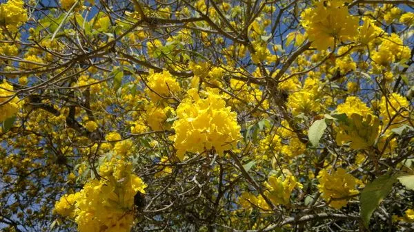 Foto Original del Árbol Araguaney #N8 Tomada a 9MPX #UsoNokia ... Foto Original del Árbol Araguaney #N8 Tomada a 9MPX #UsoNokia ...