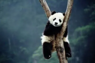 Foto de un osito panda, tierno y hermoso , dormido sobre un árbol ...