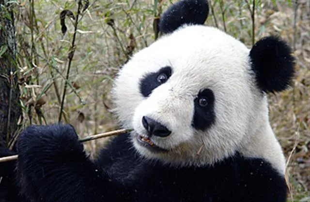 Foto de Oso Panda | Muchas Fotos
