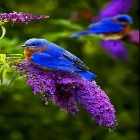 Foto Pajarillo Azul Naturaleza Hermosa - Imagenes Bonitas | Frases ... Foto Pajarillo Azul Naturaleza Hermosa - Imagenes Bonitas | Frases ...