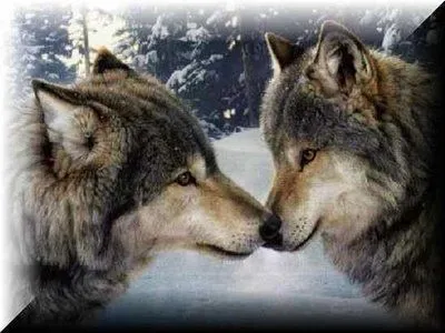 ... tenemos la foto de esta pareja de lobos, parecen muy enamorados ... tenemos la foto de esta pareja de lobos, parecen muy enamorados