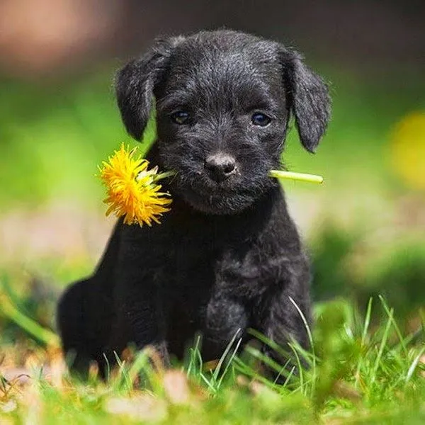 foto de un perro con una flor en la boca | Para San Valentín foto de un perro con una flor en la boca | Para San Valentín