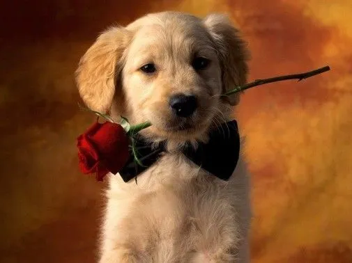 foto de un perro con una flor en la boca | Para San Valentín foto de un perro con una flor en la boca | Para San Valentín