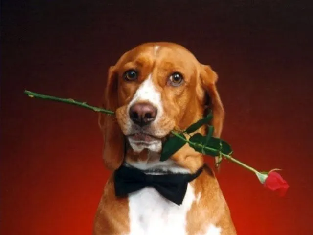 foto de un perro con una flor en la boca | Para San Valentín
