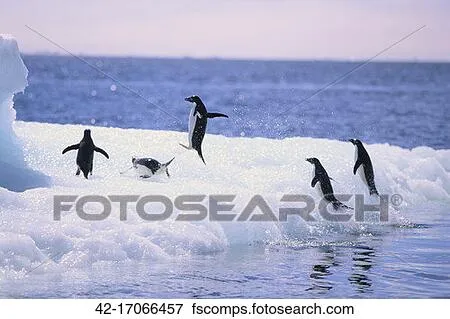 Foto - pingüinos de adelie, saltar, afuera, de, el, mar 42 ...
