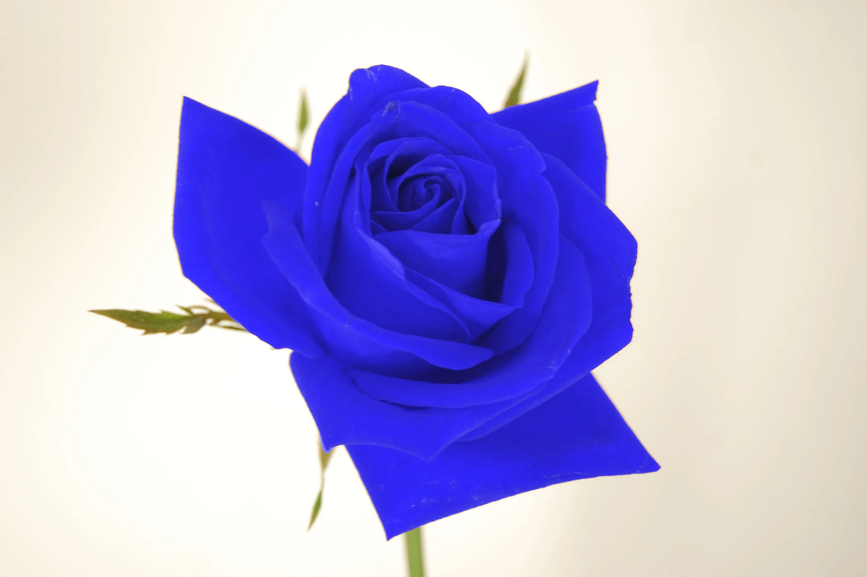 Foto de una rosa azul