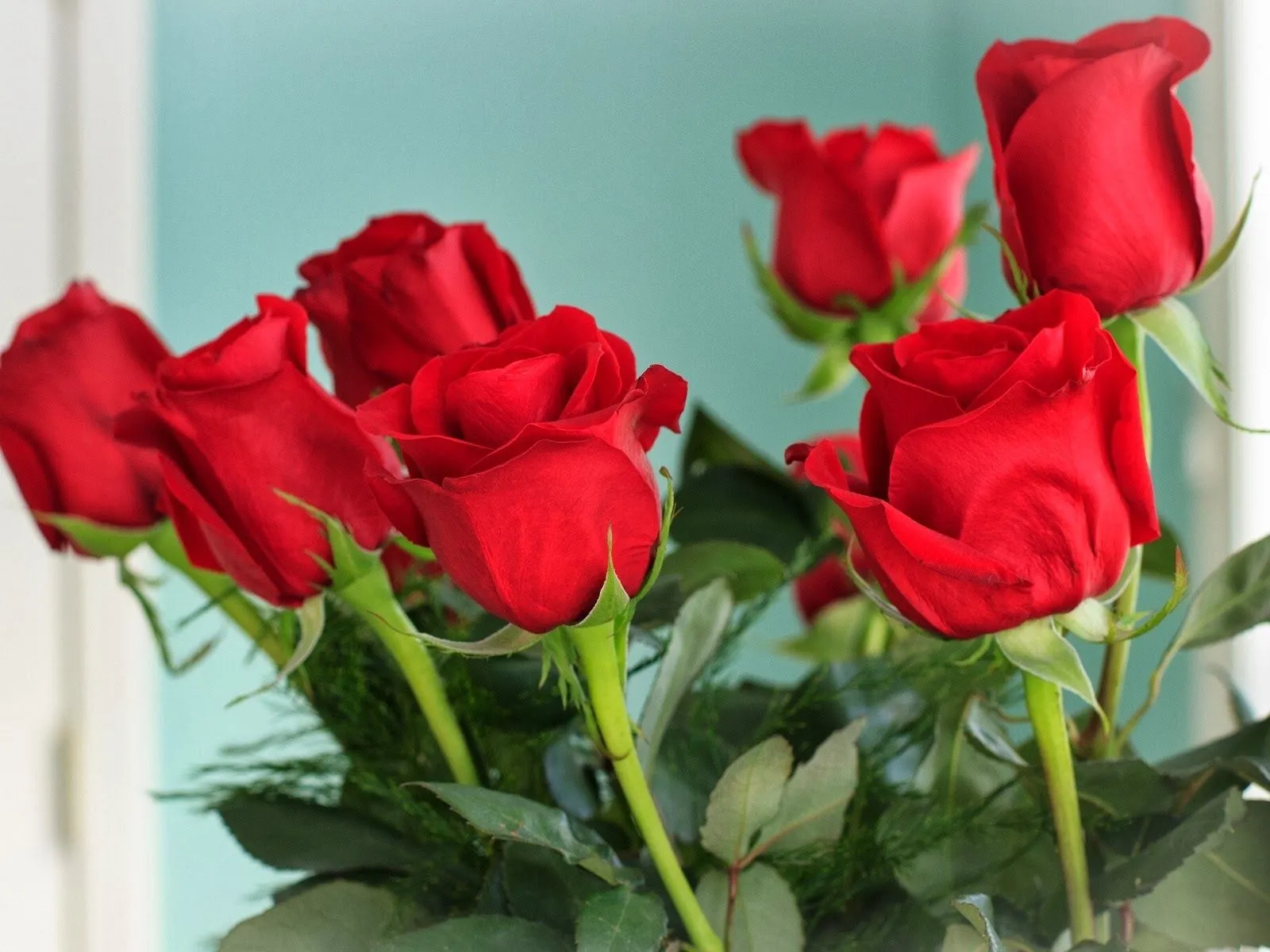 Foto de rosas rojas ~ Mejores Fotos del Mundo | Fotografías de ... Foto de rosas rojas ~ Mejores Fotos del Mundo | Fotografías de ...