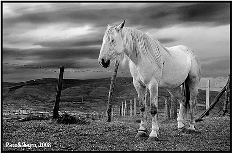 FOTO DE LA SEMANA (semana 19 / 2008)… //Caballo en Blanco y Negro ...