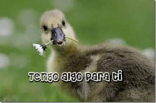 Foto tierna de un pato con flor | Para San Valentín Foto tierna de un pato con flor | Para San Valentín