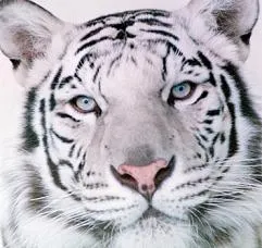 Fotos de tigres. Imágenes de tigres