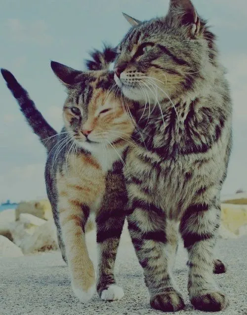 Foto del viernes: Gatos enamorados | El blog de Ale recargada Foto del viernes: Gatos enamorados | El blog de Ale recargada