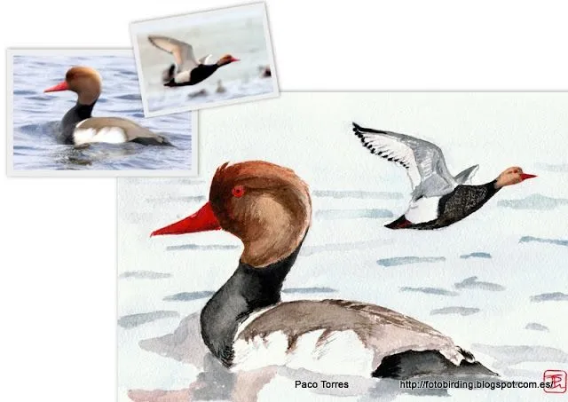 Fotobirding en el río Besós: Acuarela de pato colorado ( ♂ ) y (♀) Fotobirding en el río Besós: Acuarela de pato colorado ( ♂ ) y (♀)