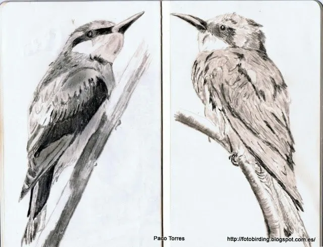 Fotobirding en el río Besós: Dibujo a lápiz de Abejaruco Fotobirding en el río Besós: Dibujo a lápiz de Abejaruco