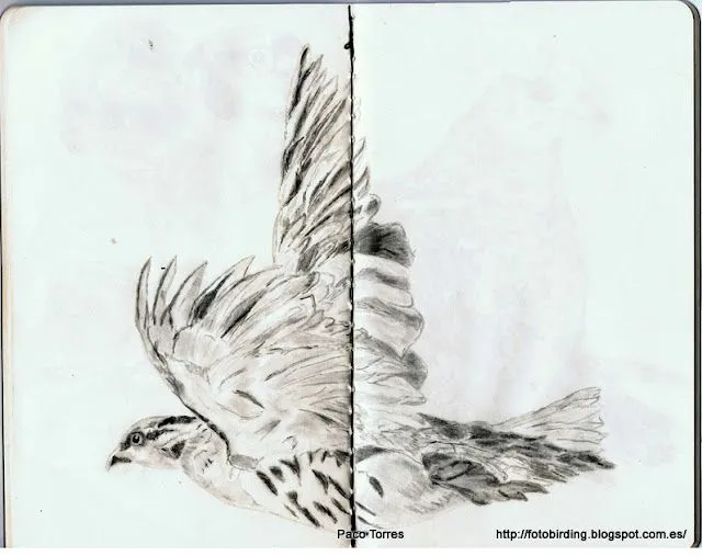 Fotobirding en el río Besós: Dibujo a lápiz de Perdiz Fotobirding en el río Besós: Dibujo a lápiz de Perdiz
