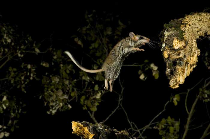 Fotociencia 2007 - 20minutos.es