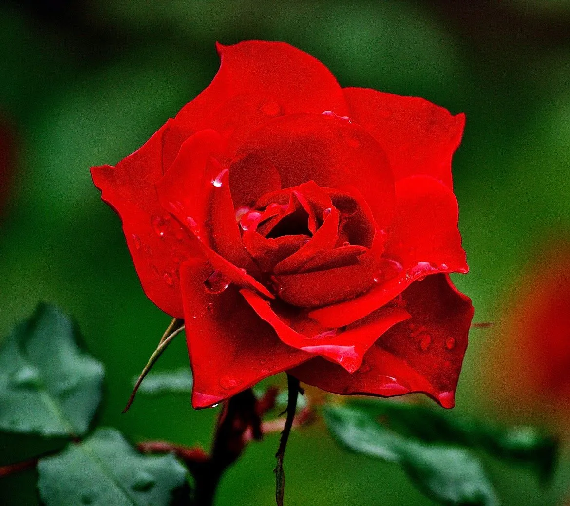 FOTOFRONTERA: 15 fotos de rosas rojas para ver, disfrutar y compartir.