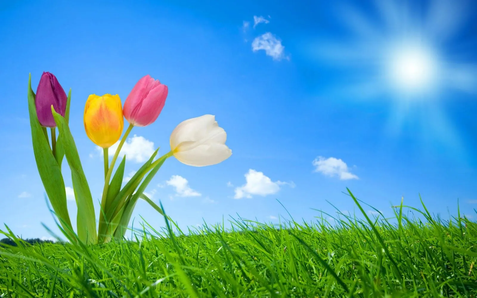 FOTOFRONTERA: 20 Imágenes bonitas de flores en alta calidad FOTOFRONTERA: 20 Imágenes bonitas de flores en alta calidad