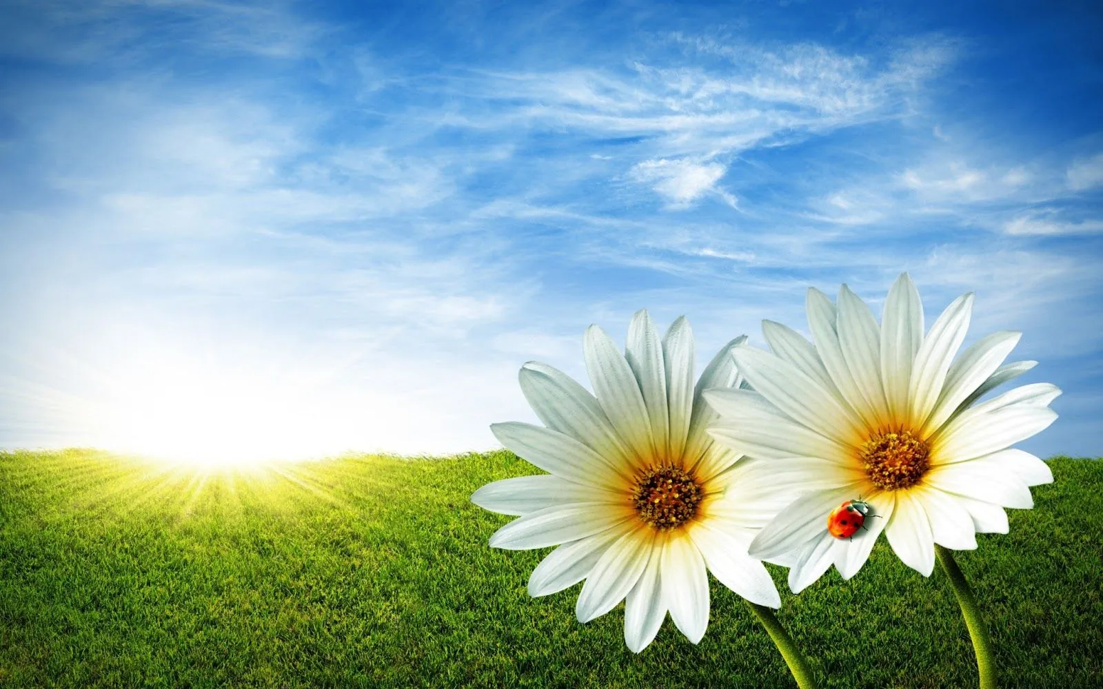 FOTOFRONTERA: 20 Imágenes bonitas de flores en alta calidad FOTOFRONTERA: 20 Imágenes bonitas de flores en alta calidad
