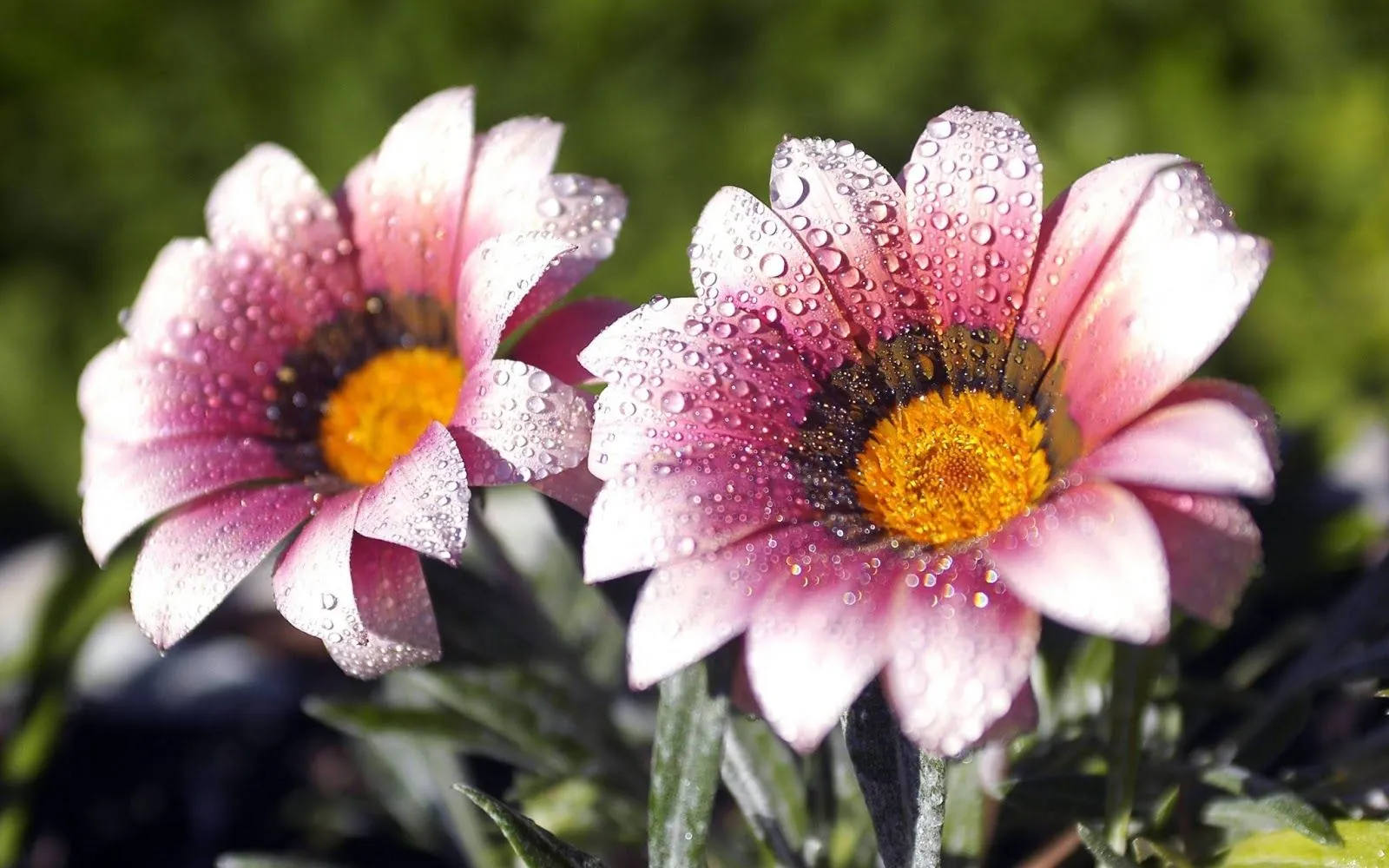 FOTOFRONTERA: 20 Imágenes bonitas de flores en alta calidad FOTOFRONTERA: 20 Imágenes bonitas de flores en alta calidad