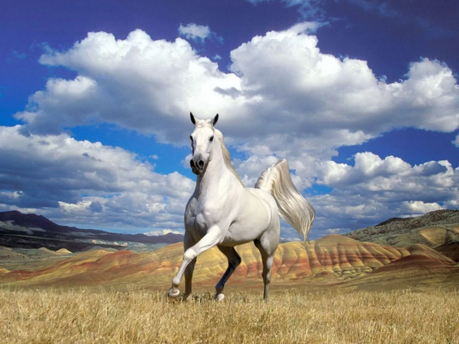 FOTOFRONTERA: 27 Imágenes de caballos en bellos paisajes FOTOFRONTERA: 27 Imágenes de caballos en bellos paisajes