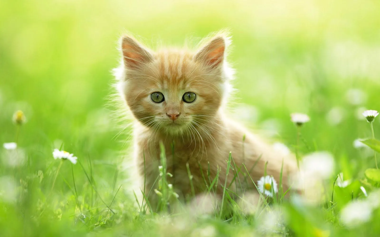 Almacén de wallpapers (15 imágenes de gatitos) | Banco de Imágenes