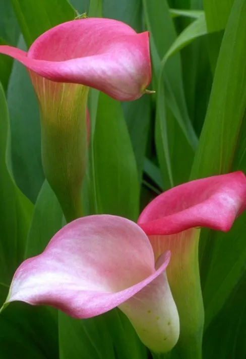 FOTOFRONTERA: Alcatraces color rosa - Pink exotic flowers