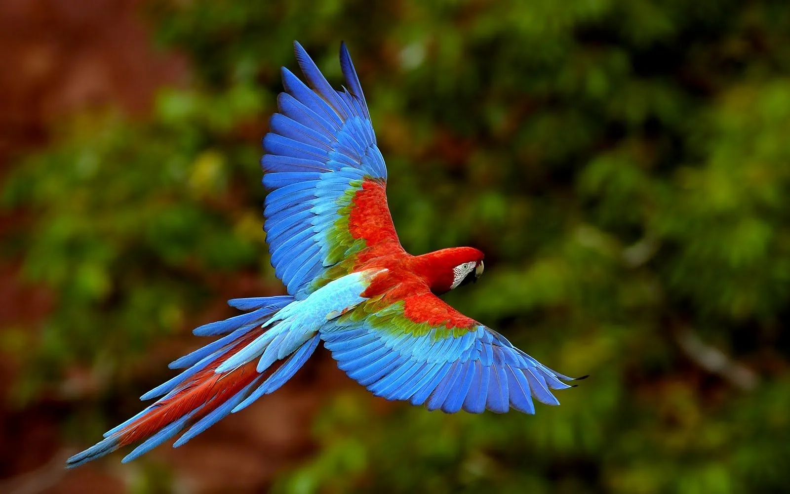 FotoFrontera: Ave de colores exóticos
