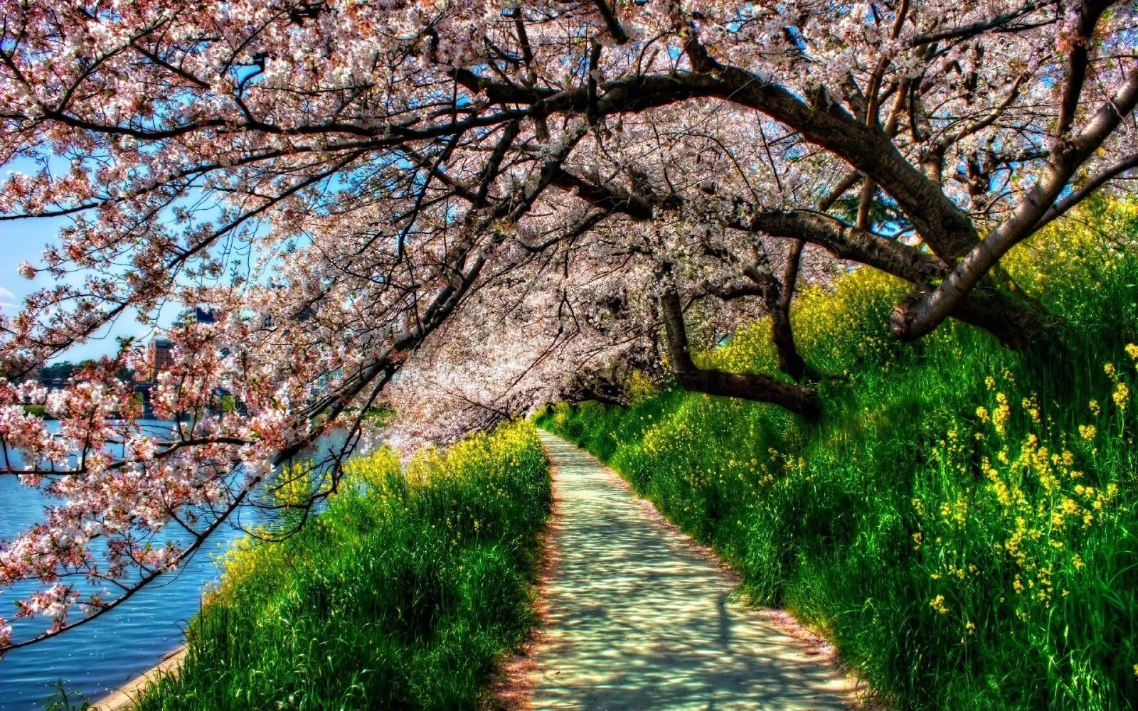 FOTOFRONTERA: Camino bajo los árboles cubiertos de flores FOTOFRONTERA: Camino bajo los árboles cubiertos de flores