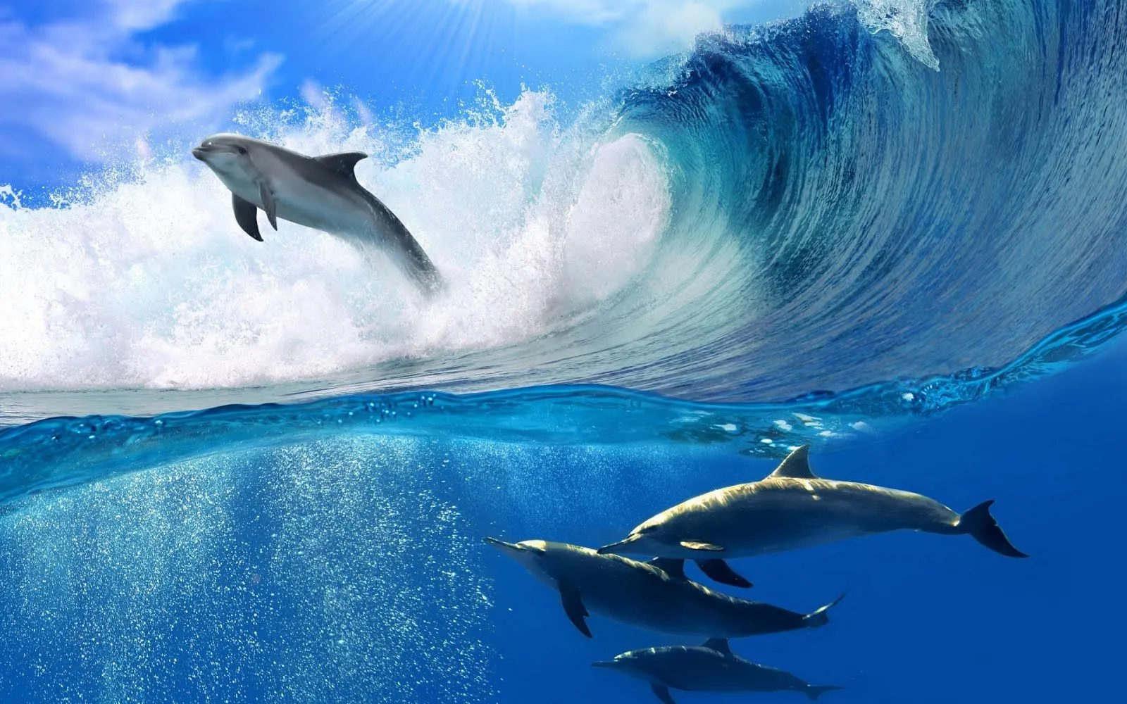 FOTOFRONTERA: Delfines nadando en el hermoso fondo del mar FOTOFRONTERA: Delfines nadando en el hermoso fondo del mar