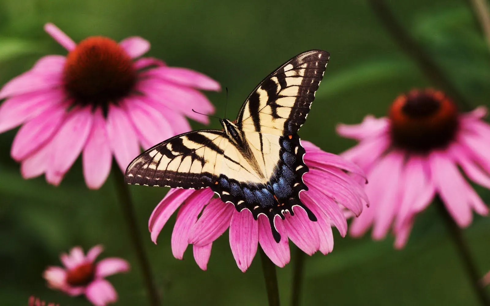 FOTOFRONTERA: Encantadora mariposa comiendo el polen de las flores FOTOFRONTERA: Encantadora mariposa comiendo el polen de las flores