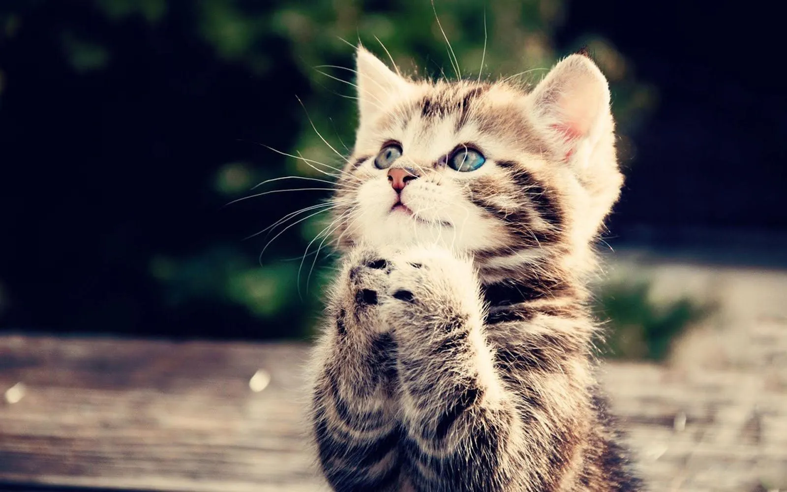 FOTOFRONTERA: Gatito triste pensando en su novia FOTOFRONTERA: Gatito triste pensando en su novia
