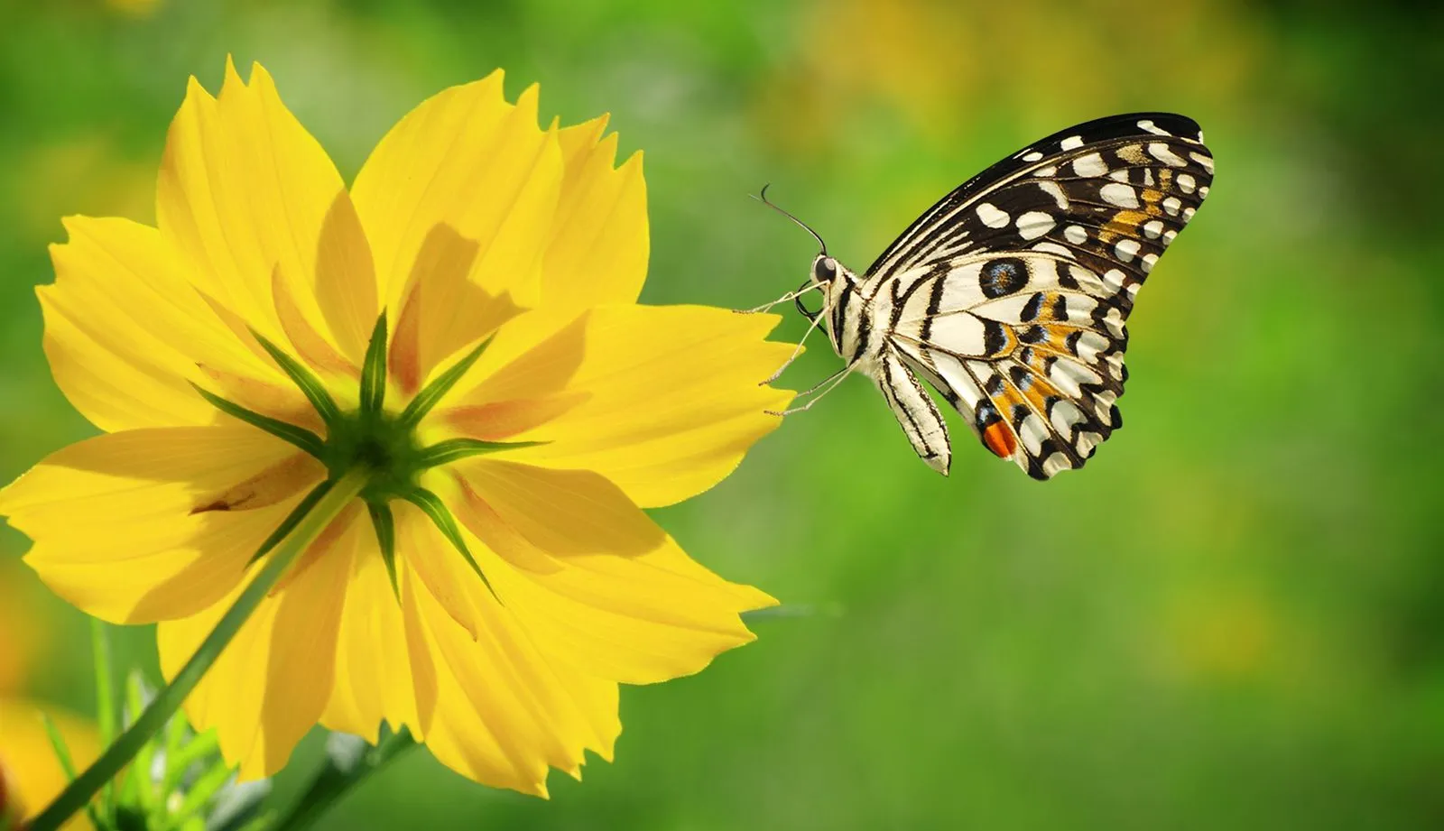 FOTOFRONTERA: Hermosa mariposa admirando la belleza de las flores ... FOTOFRONTERA: Hermosa mariposa admirando la belleza de las flores ...